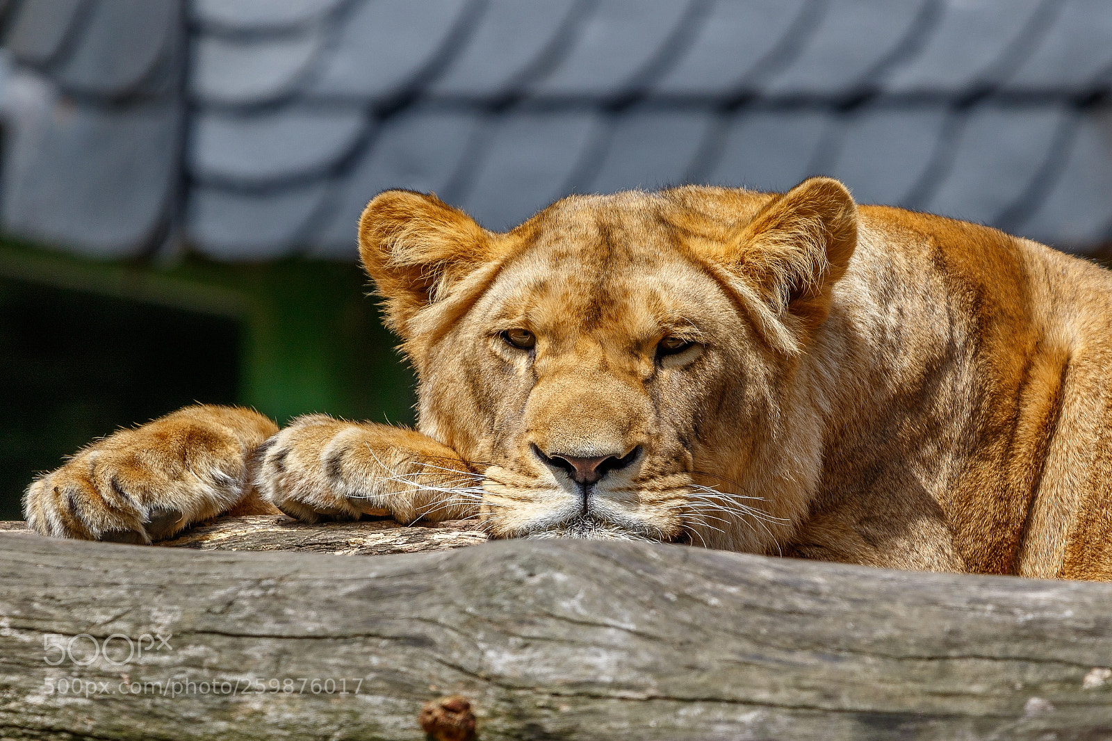 Canon EOS 7D Mark II sample photo. Zoo duisburg photography