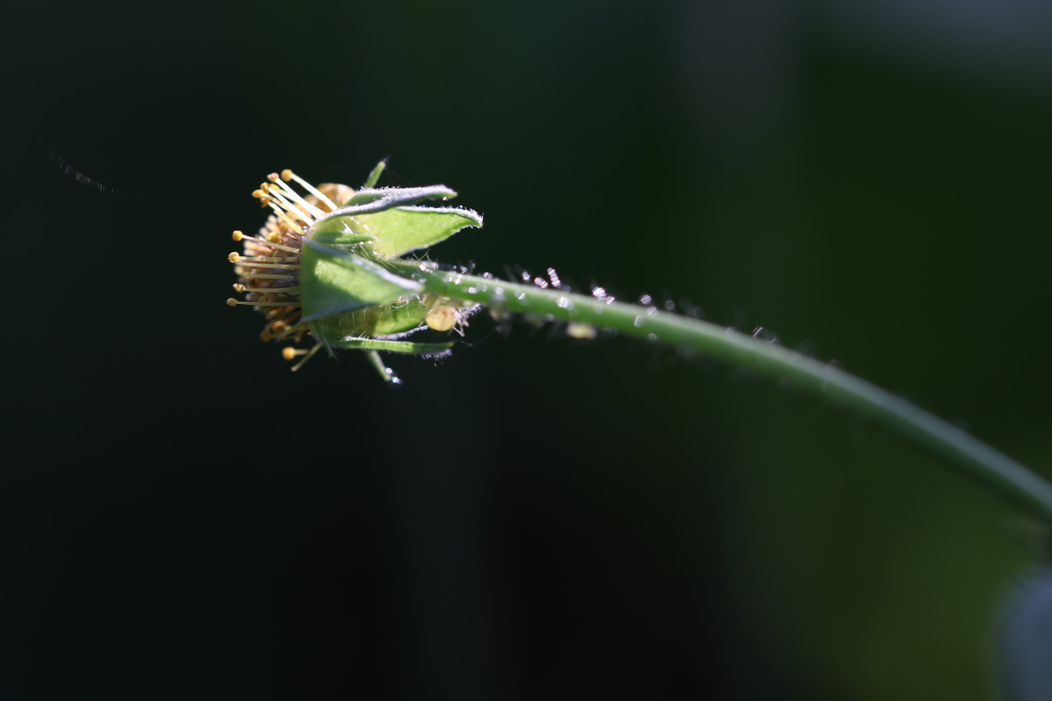 Canon EF 100mm F2.8L Macro IS USM sample photo. Img photography