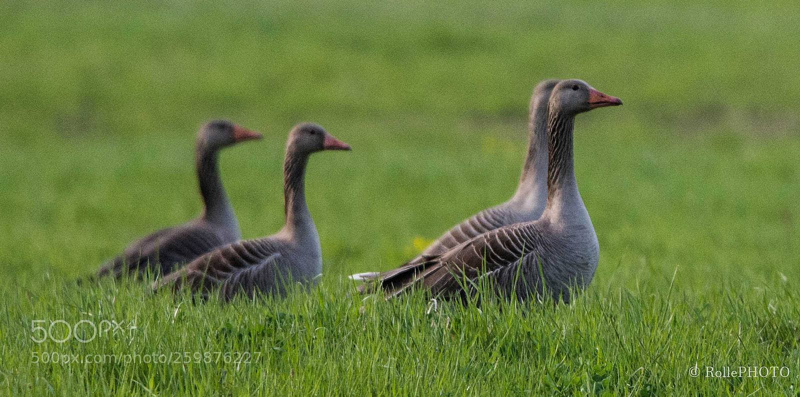 Nikon D7200 sample photo. Greylag in the green photography