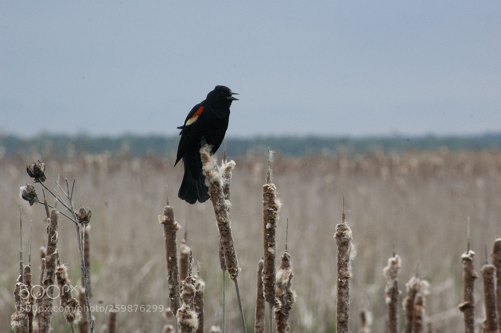 Nikon D40 sample photo. Hear ye hear ye photography
