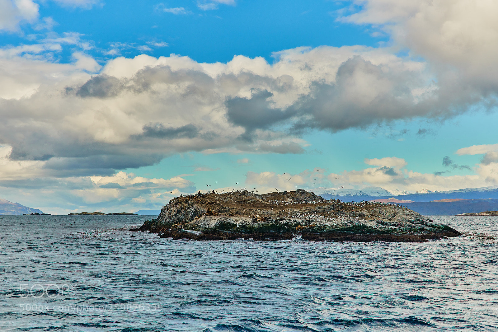Sony a99 II sample photo. Sea lions and a photography