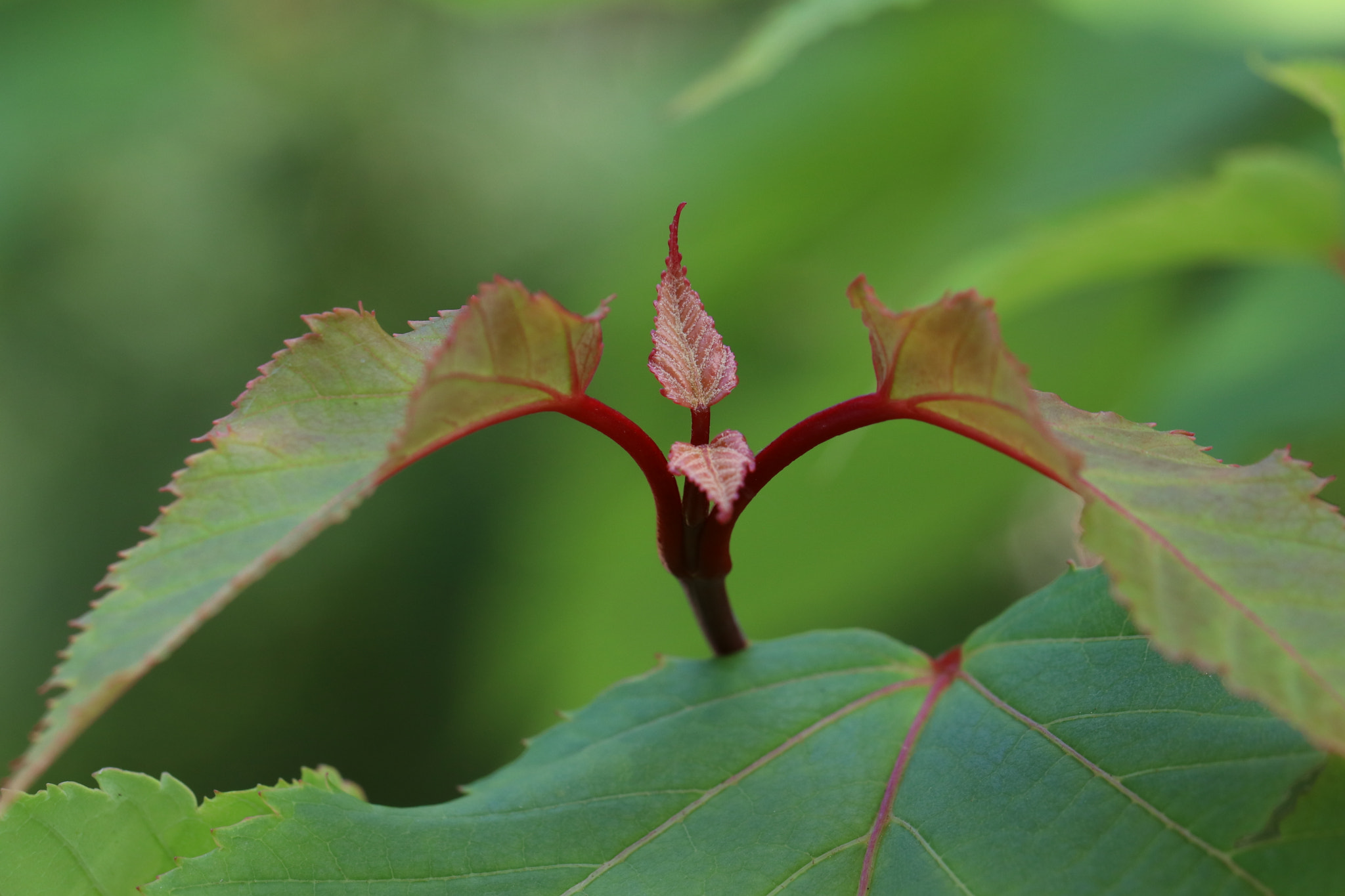 Canon EF 100mm F2.8L Macro IS USM sample photo. Img photography