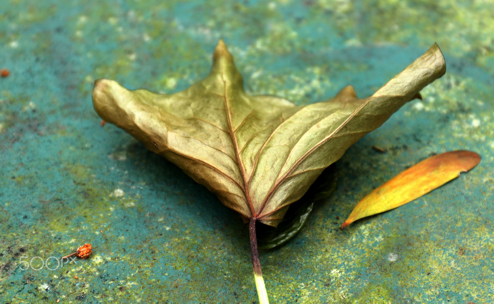 Canon EF 24-70mm F4L IS USM sample photo. Leaf photography