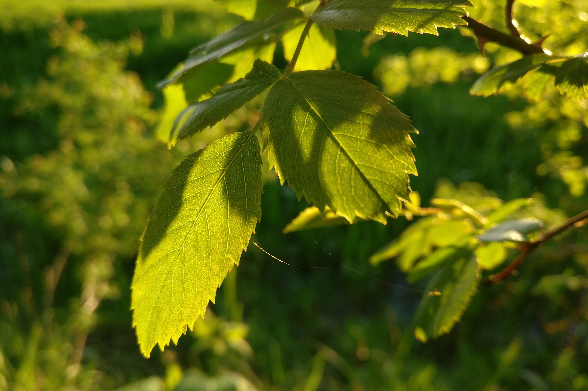 OnePlus A3000 sample photo. Golden light photography