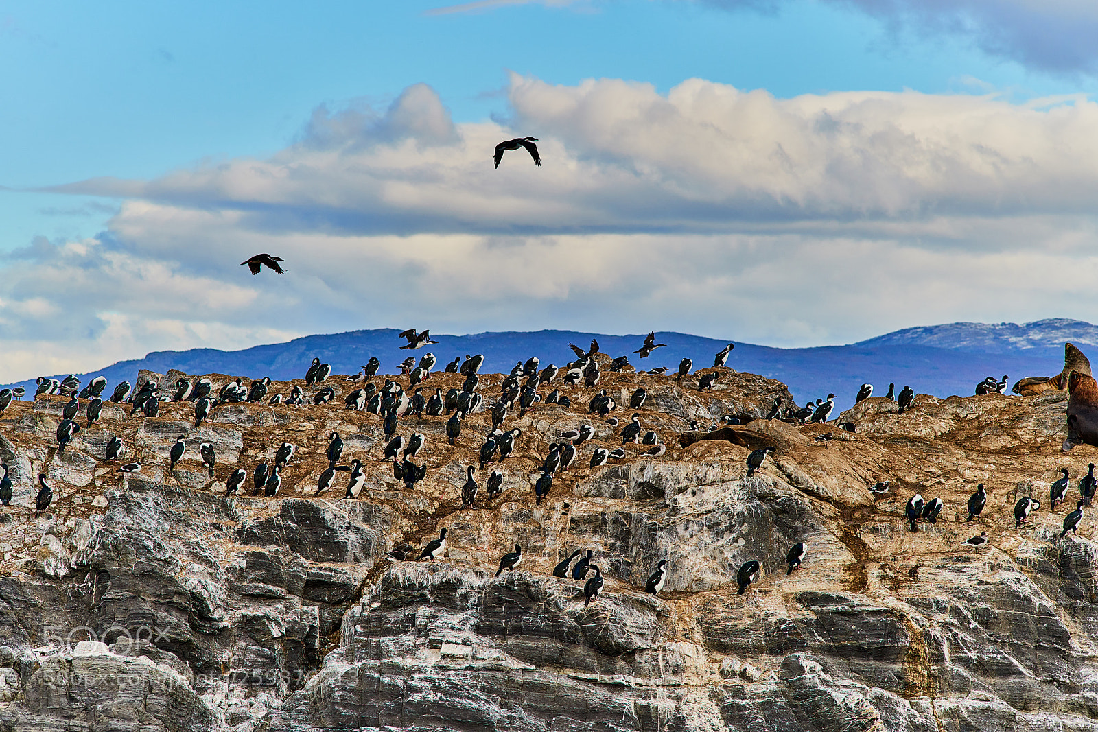 Sony a99 II sample photo. Sea lions and a photography