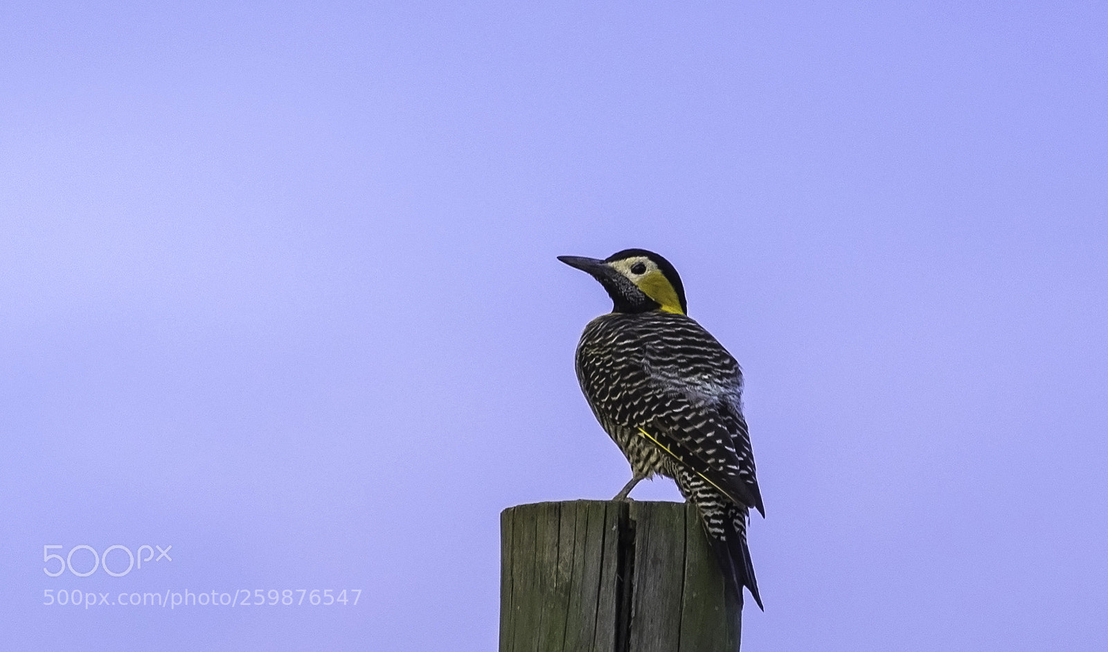 Nikon D750 sample photo. Campo flicker photography