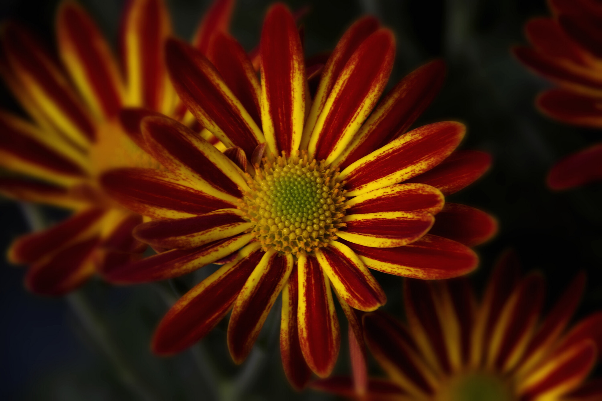Pentax K-70 sample photo. Red and yellow photography