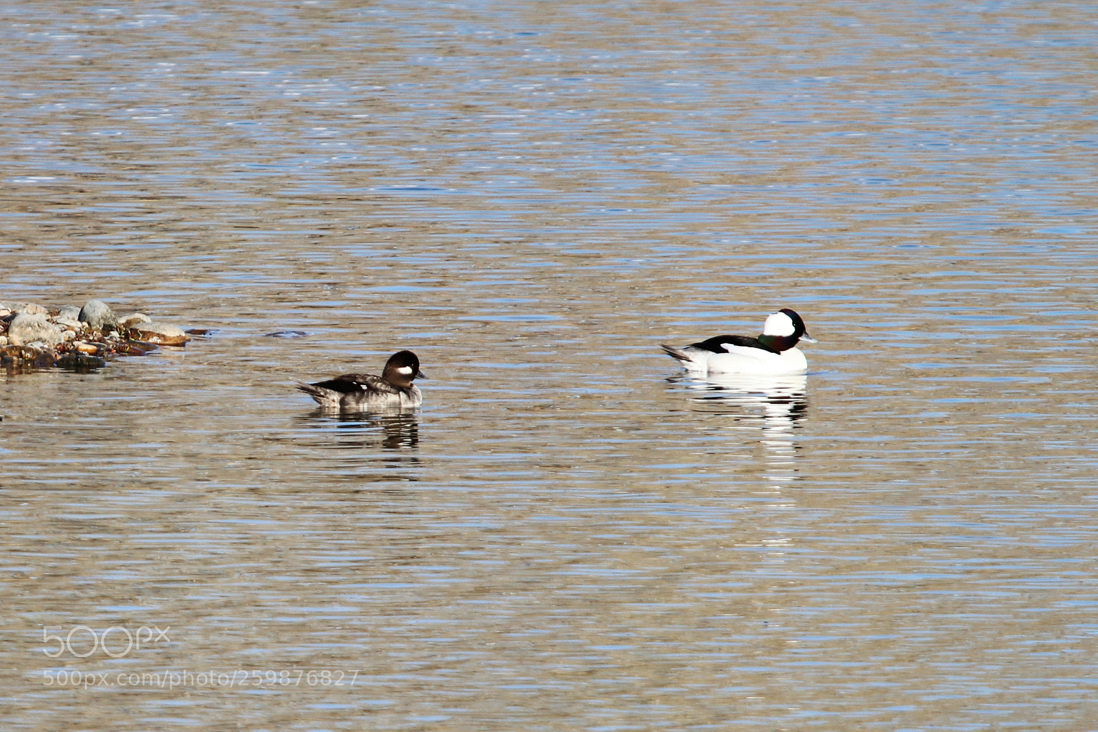 Canon EOS 80D sample photo. Buffleheads photography