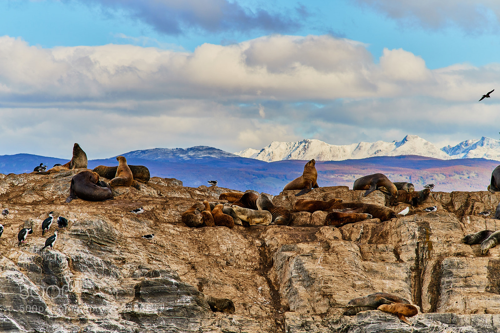 Sony a99 II sample photo. Sea lions and a photography