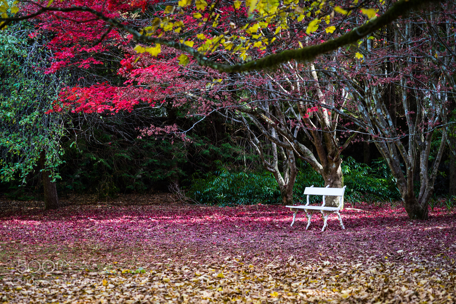 Nikon D750 sample photo. This bench it's a photography