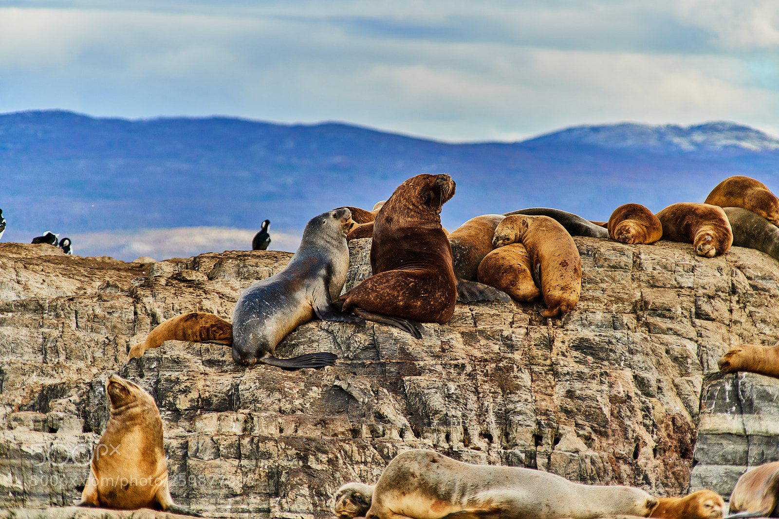 Sony a99 II sample photo. Sea lions and a photography