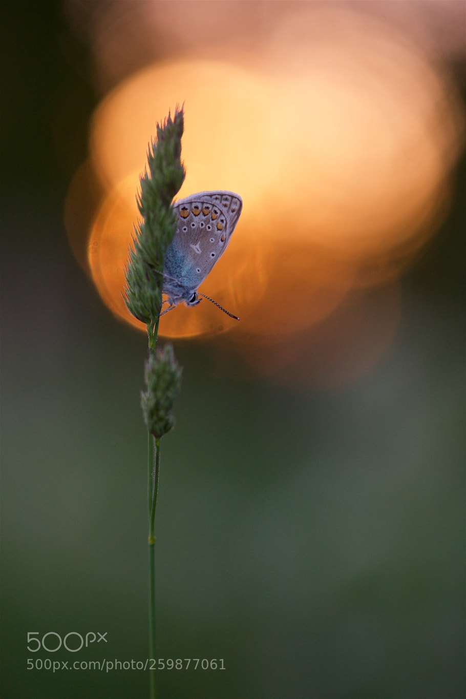Nikon D810 sample photo. Lullaby from sun... photography