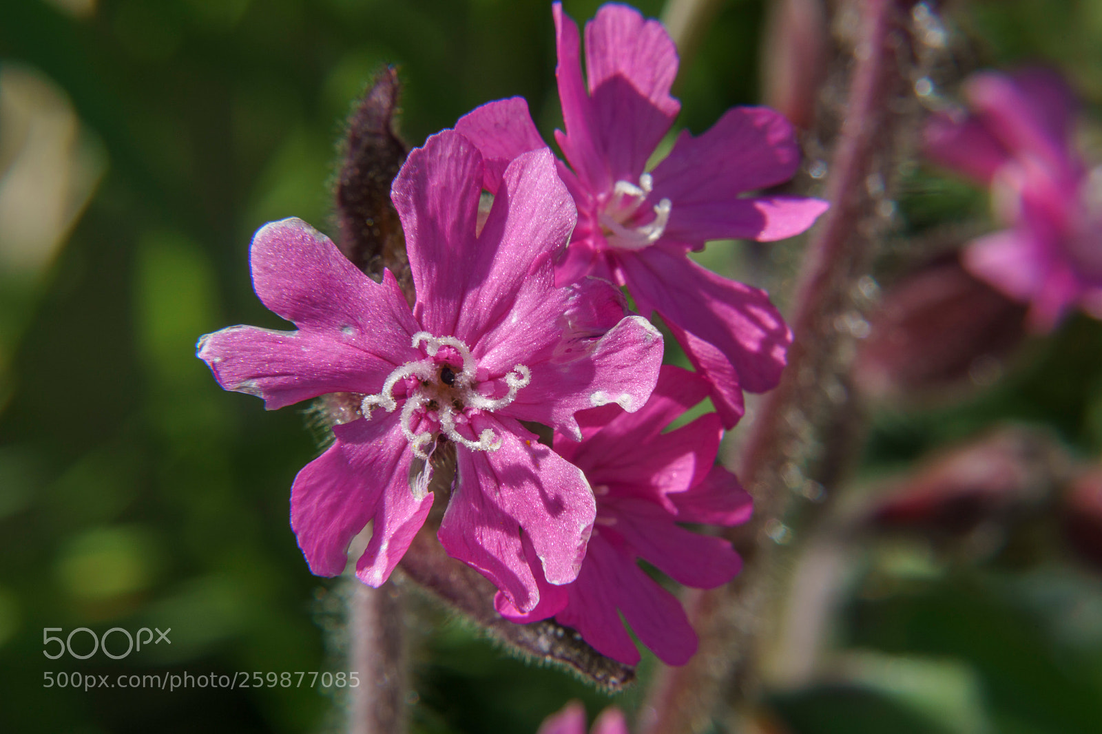 Sony a6000 sample photo. 20180528dsc09182_1.jpg photography