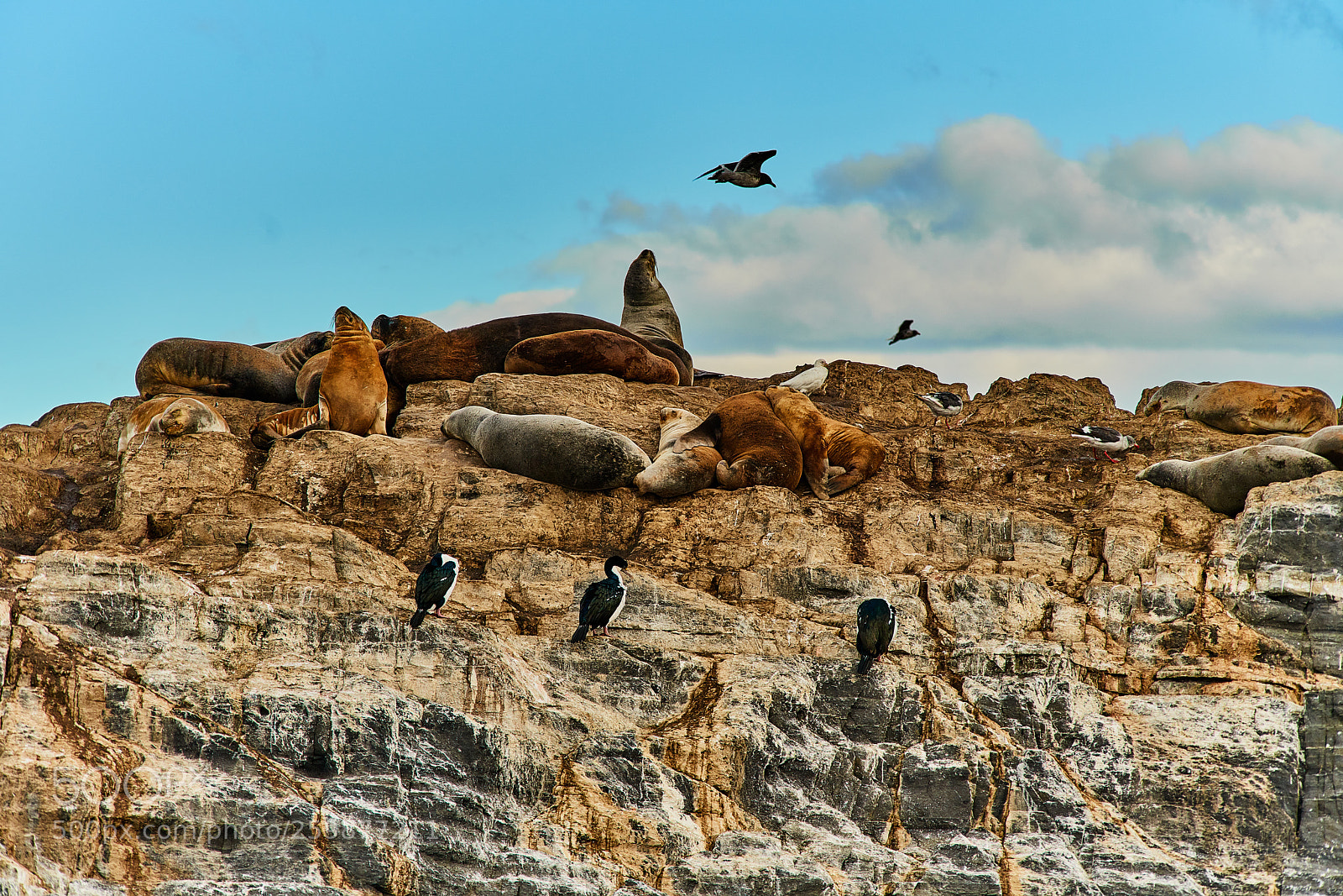 Sony a99 II sample photo. Sea lions and a photography