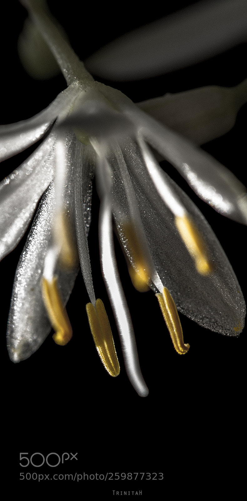 Canon EOS 7D sample photo. Ice flower photography