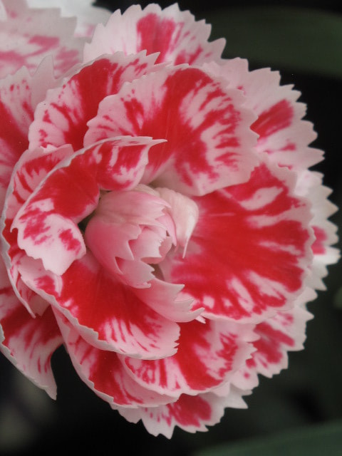 Canon PowerShot G10 sample photo. Pink & white carnation photography