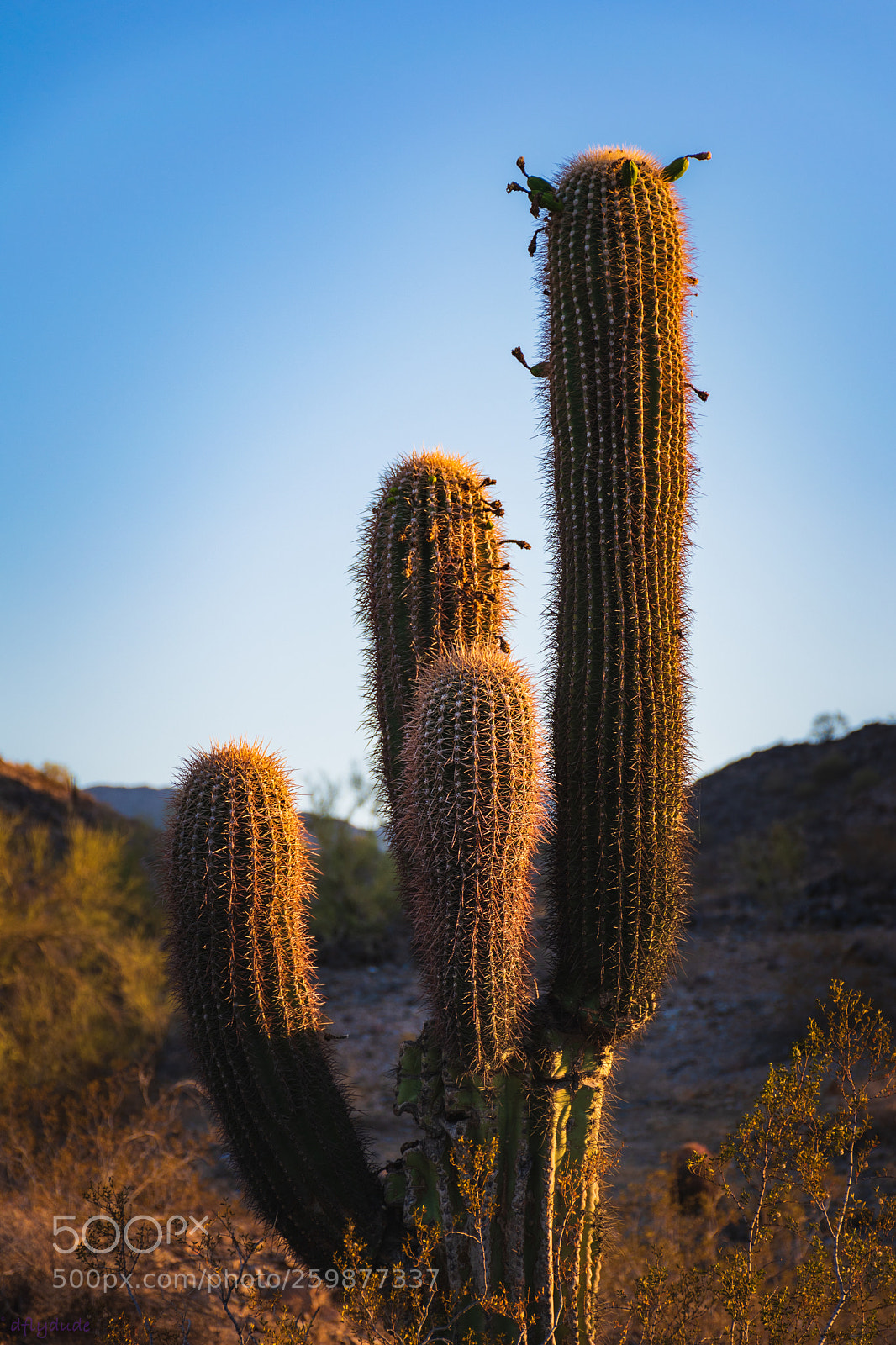 Nikon D5600 sample photo. Wilting saguaro 6109 photography