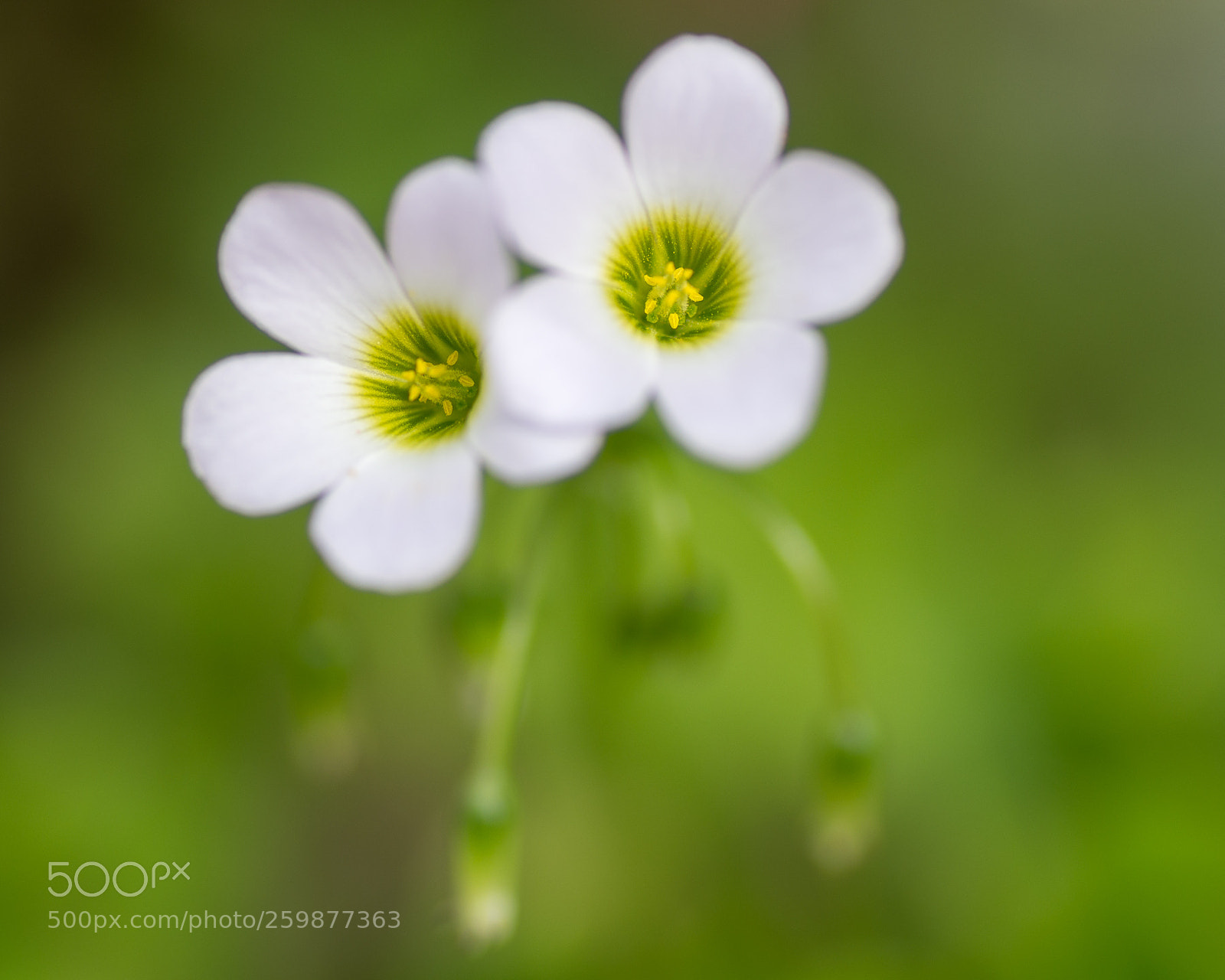 Pentax K-5 sample photo. Untitled photography