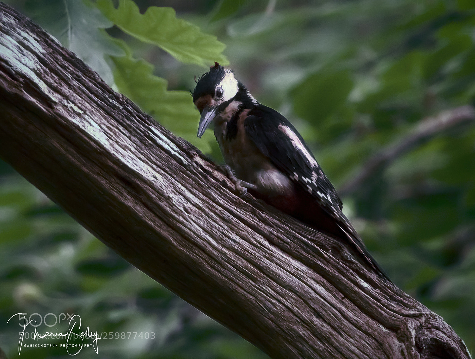 Olympus OM-D E-M1 Mark II sample photo. Little woodpecker photography