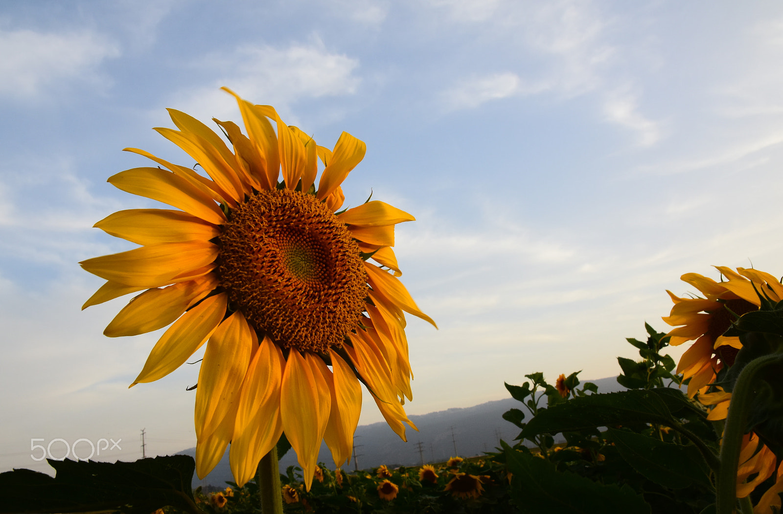Nikon D7200 sample photo