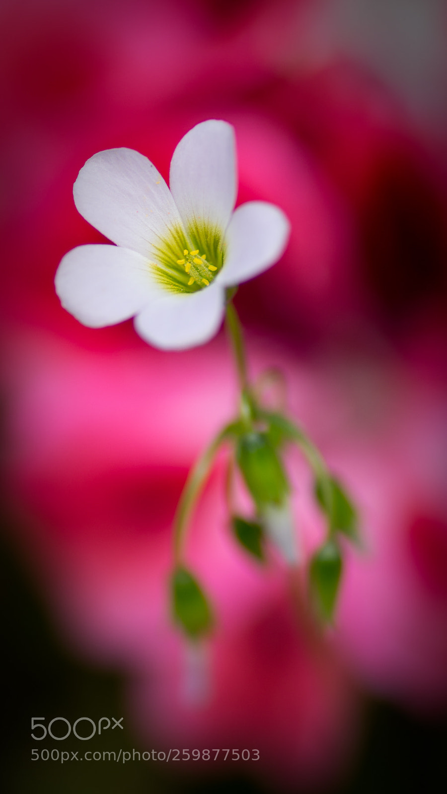 Pentax K-5 sample photo. Untitled photography