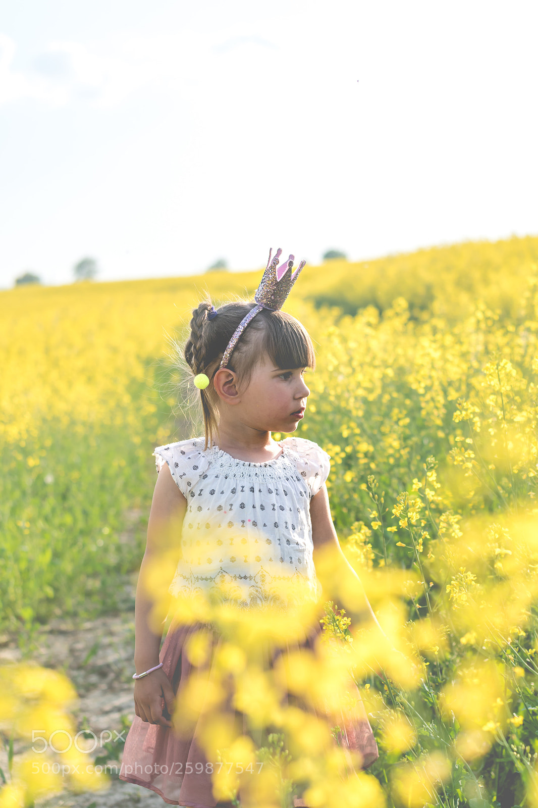 Nikon D5500 sample photo. Rape field photography