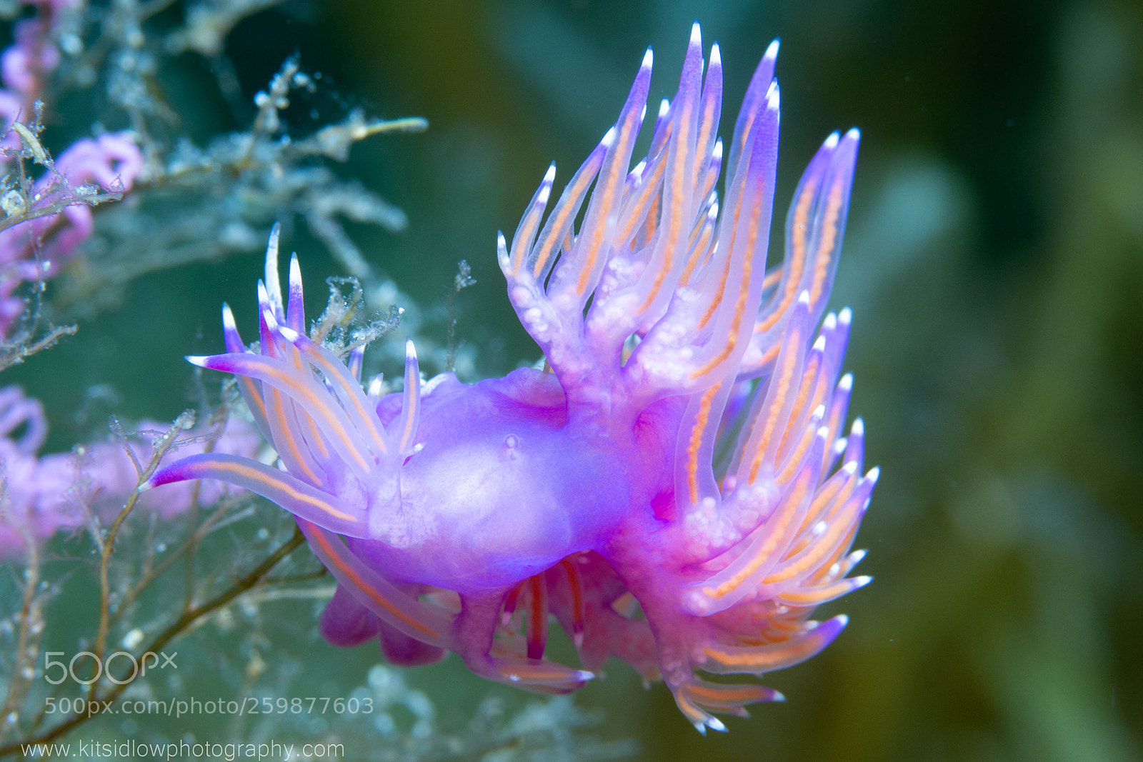 Canon EOS 100D (EOS Rebel SL1 / EOS Kiss X7) sample photo. Purple nudibranch photography