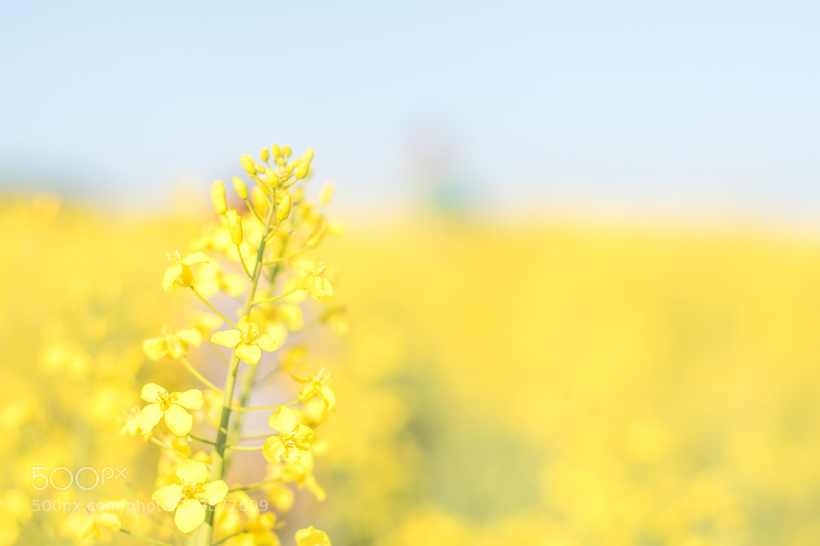 Nikon D5500 sample photo. Yellowish photography