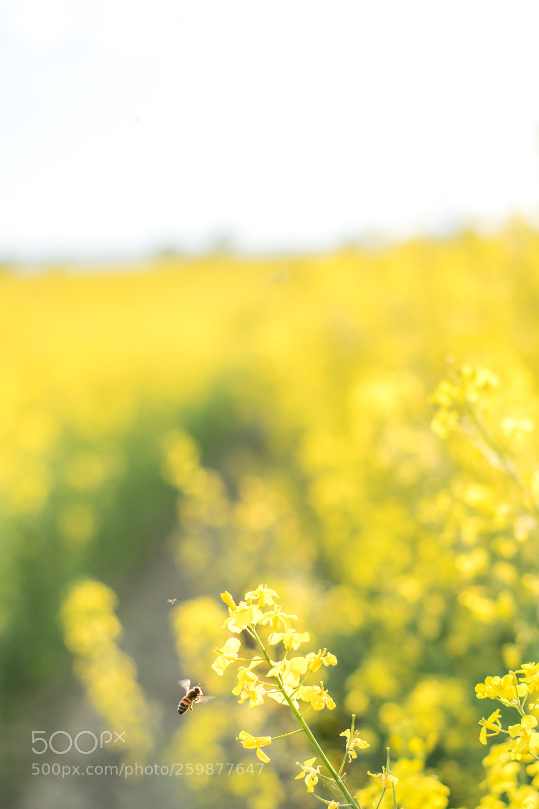 Nikon D5500 sample photo. Honey photography