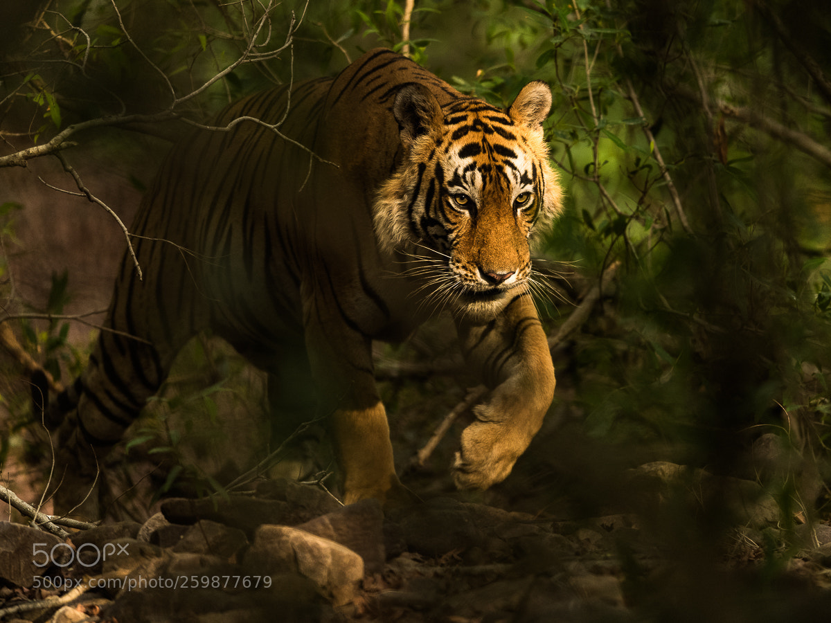 Nikon D5 sample photo. Tiger in the wild photography