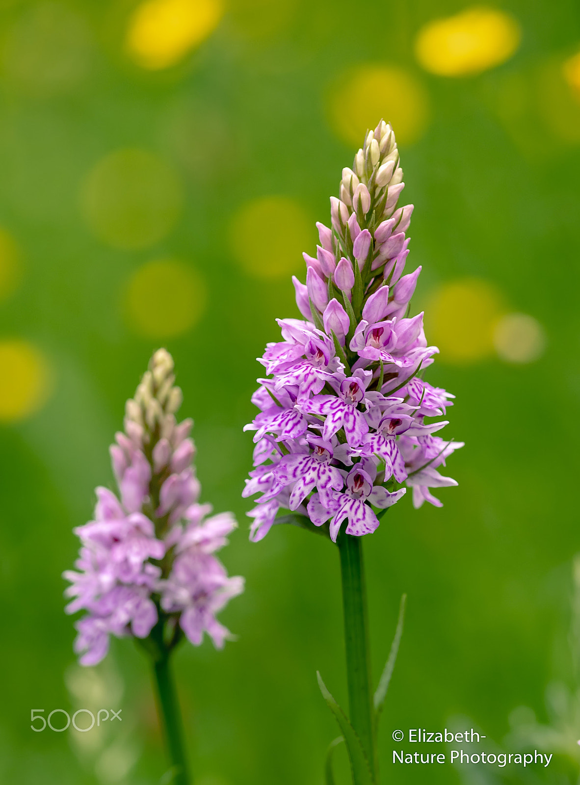 Sigma 105mm F2.8 EX DG OS HSM sample photo. Heath spotted-orchid photography