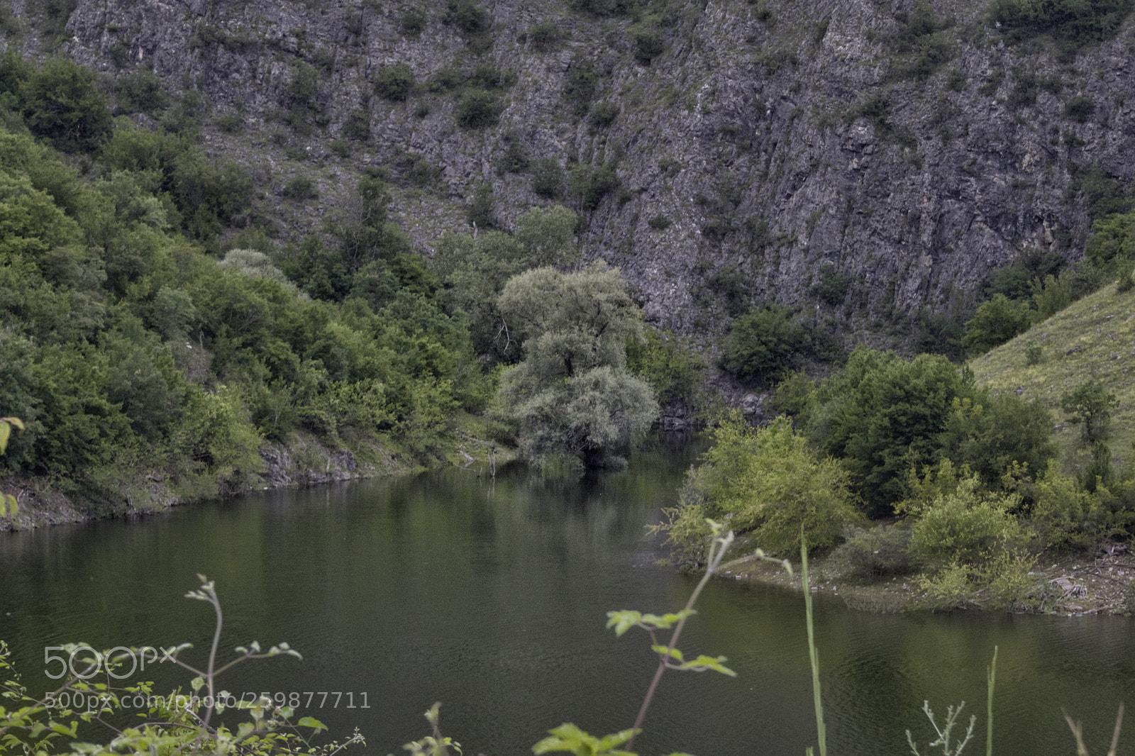 Canon EOS 50D sample photo. A tree in water photography