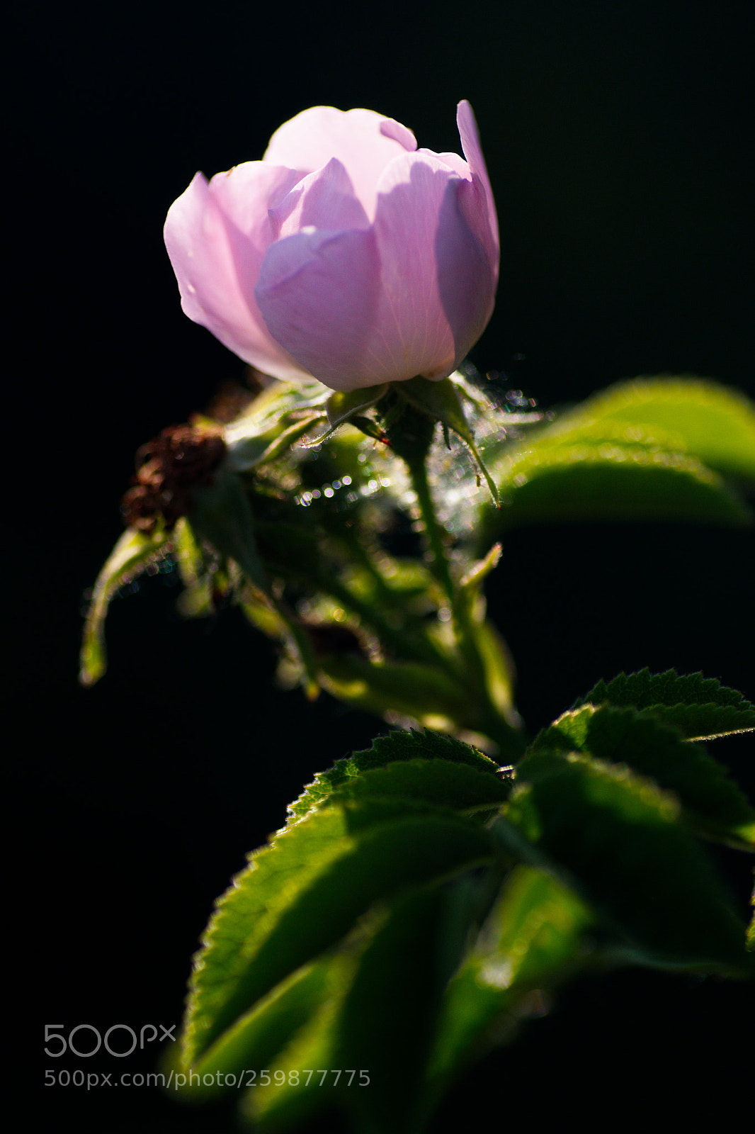 Nikon D7500 sample photo. Hondsroos photography