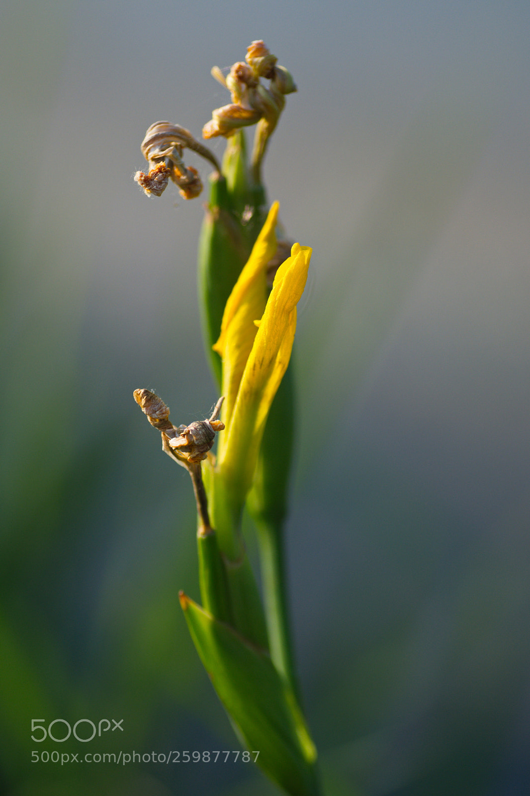 Nikon D7500 sample photo. Lis photography