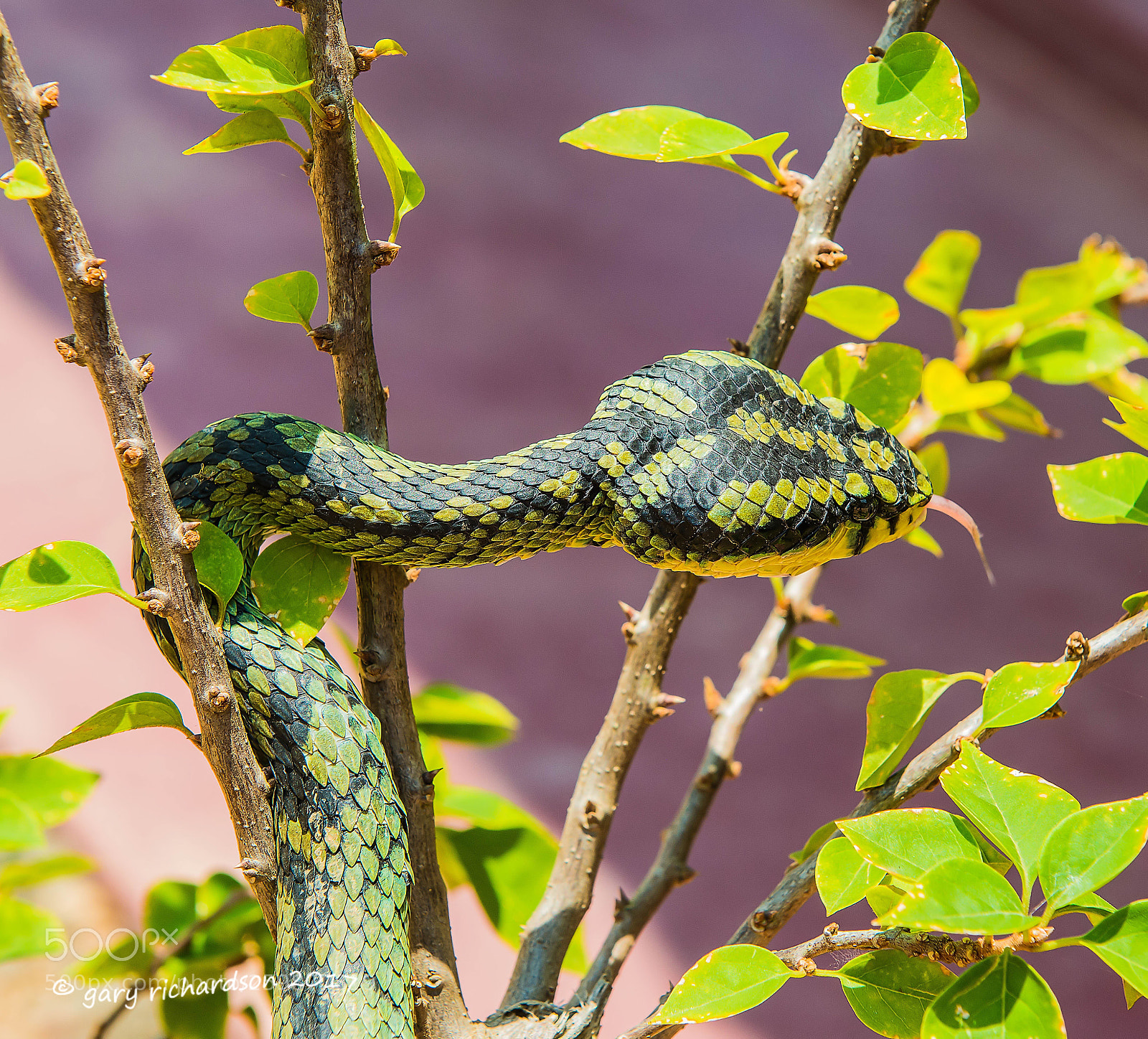 Nikon D800 sample photo. Green pit viper matara photography