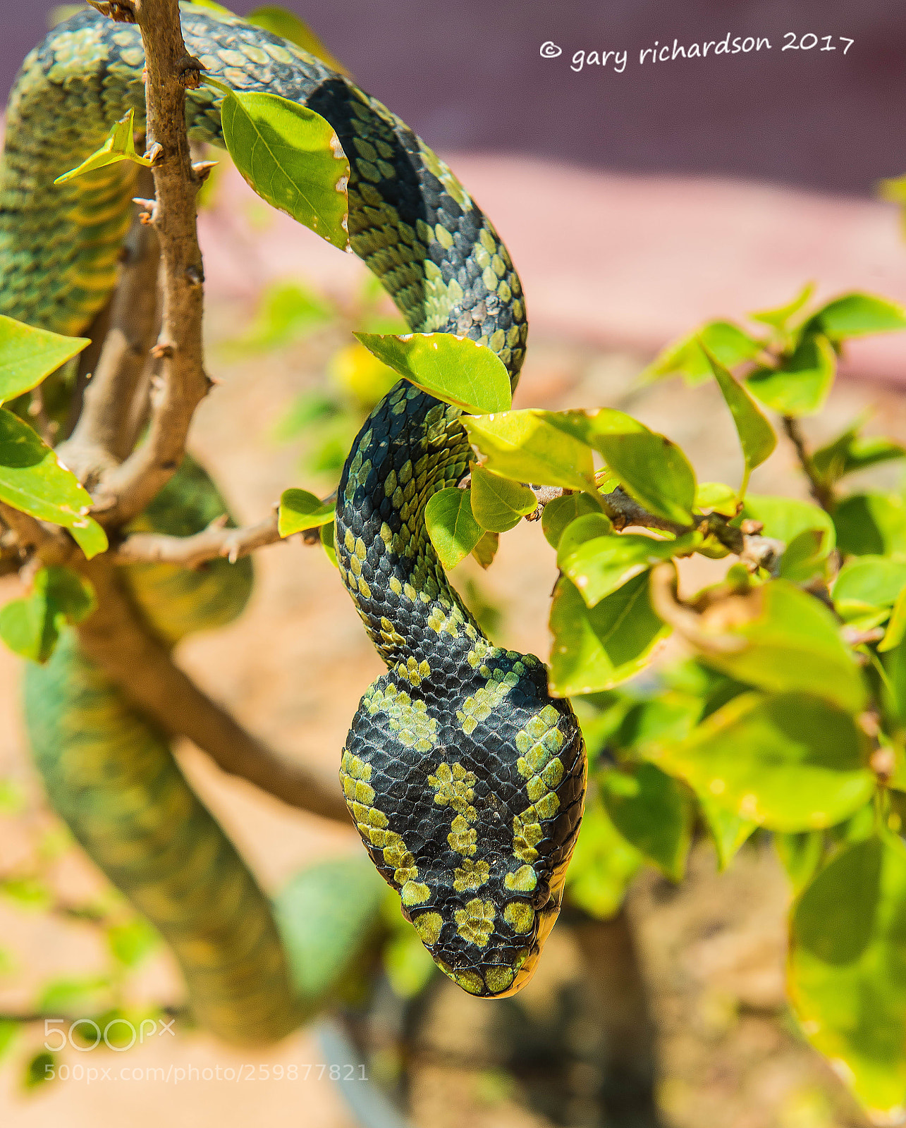 Nikon D800 sample photo. Green pit viper matara photography