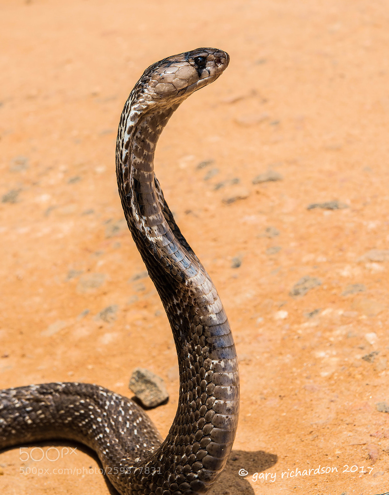 Nikon D800 sample photo. Indian cobra matara sri photography