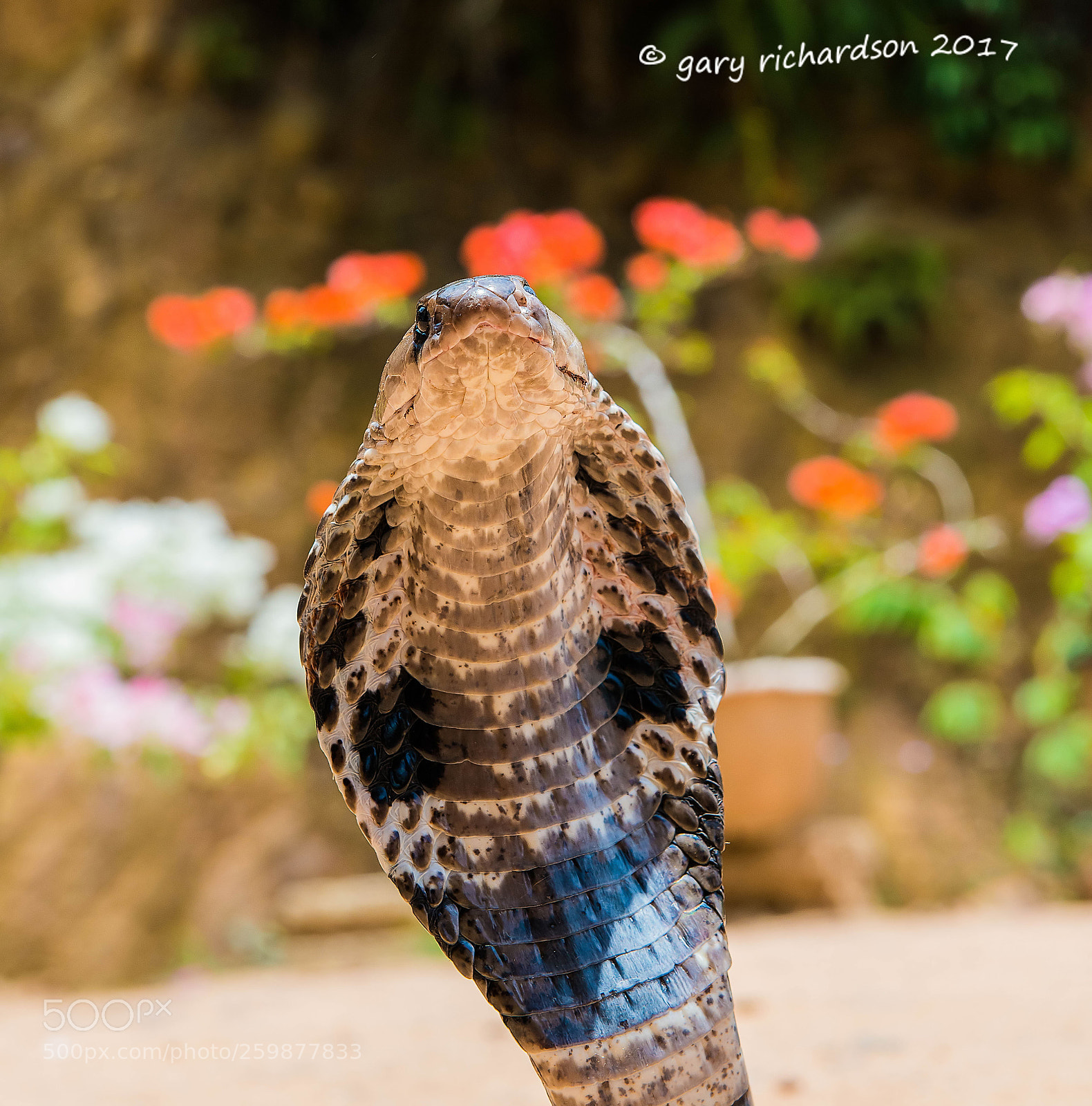 Nikon D800 sample photo. Indian cobra matara sri photography