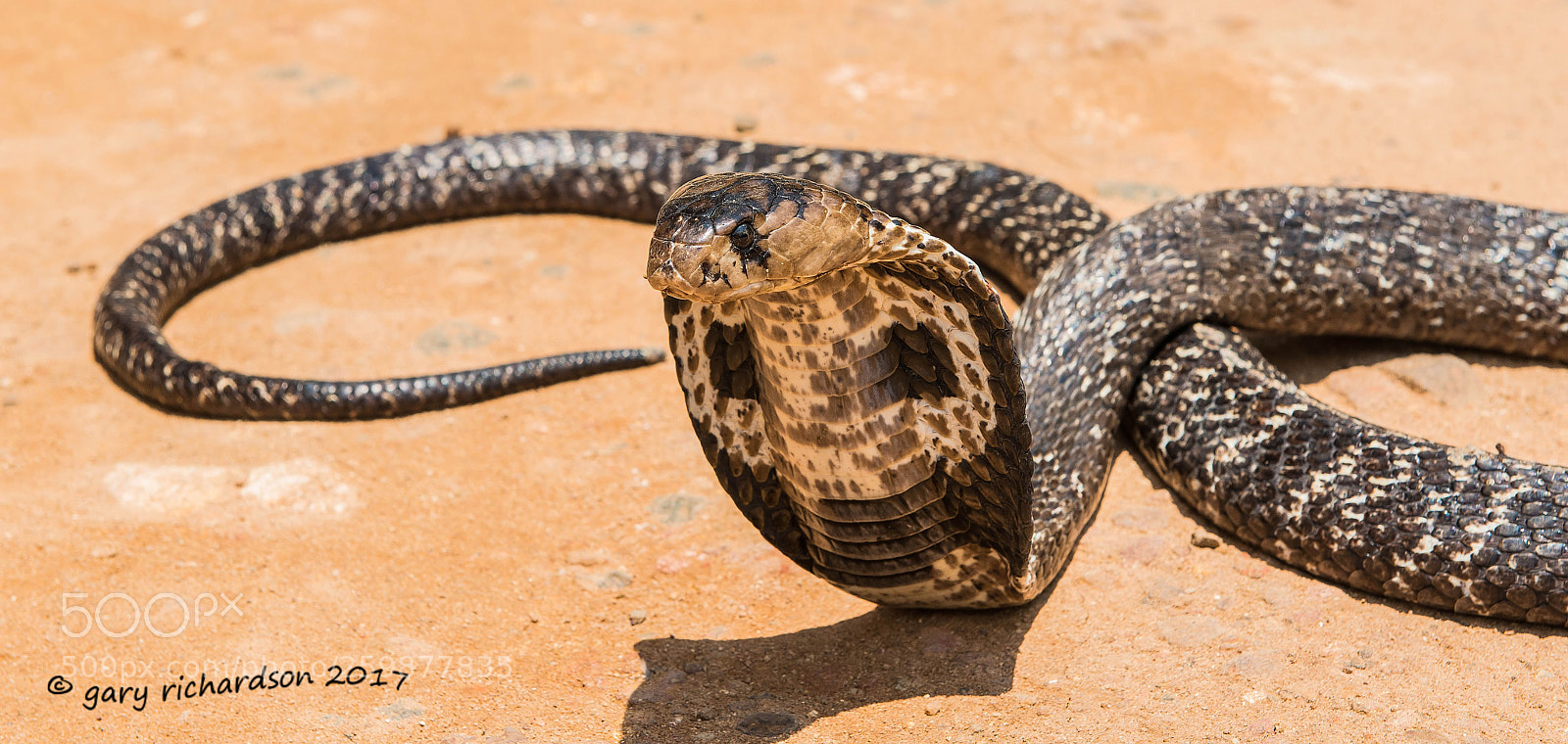 Nikon D800 sample photo. Indian cobra matara sri photography