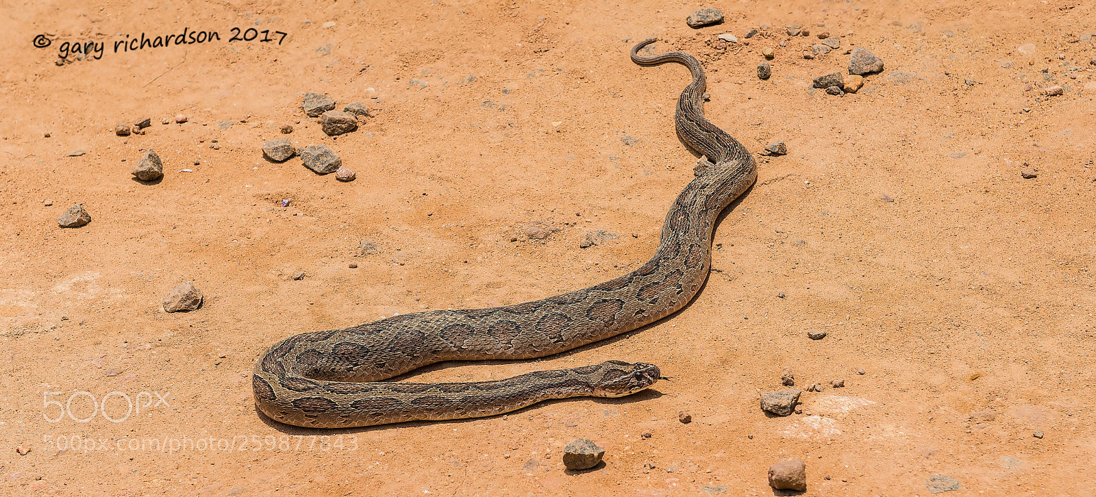 Nikon D800 sample photo. Russell's viper matara sri photography