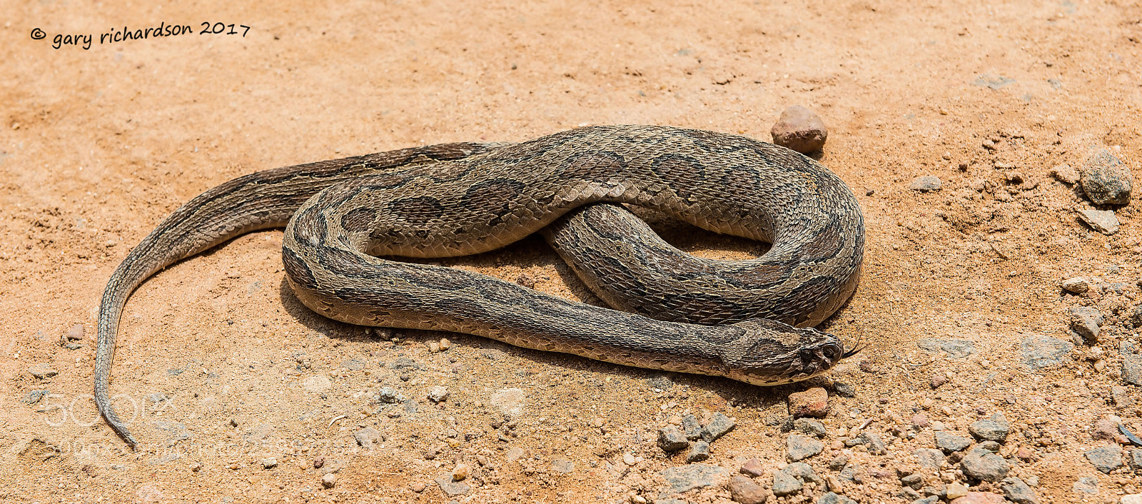 Nikon D800 sample photo. Russell's viper matara sri photography