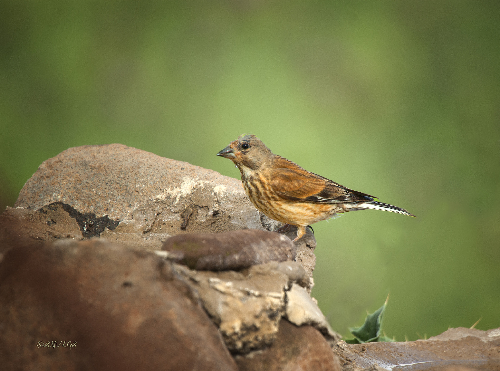 Sony Alpha DSLR-A290 sample photo. Pardillo photography