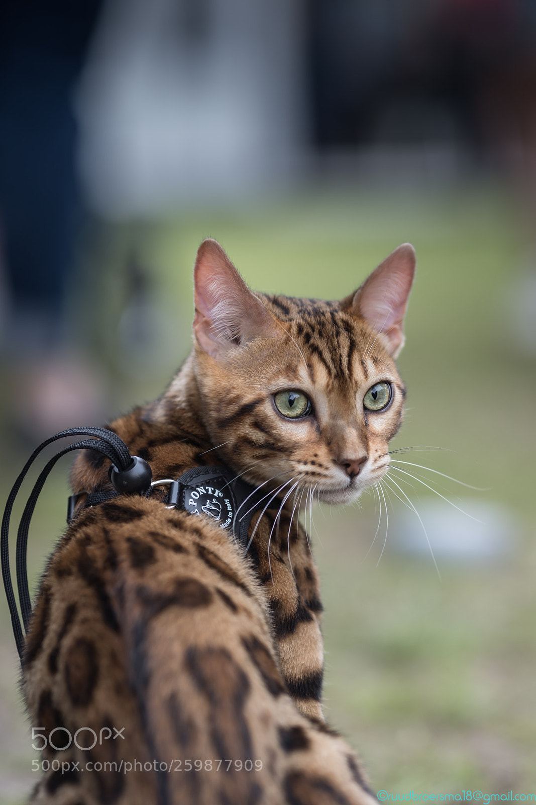 Sony a7 III sample photo. Aziatische luipaardkat fotofair photography