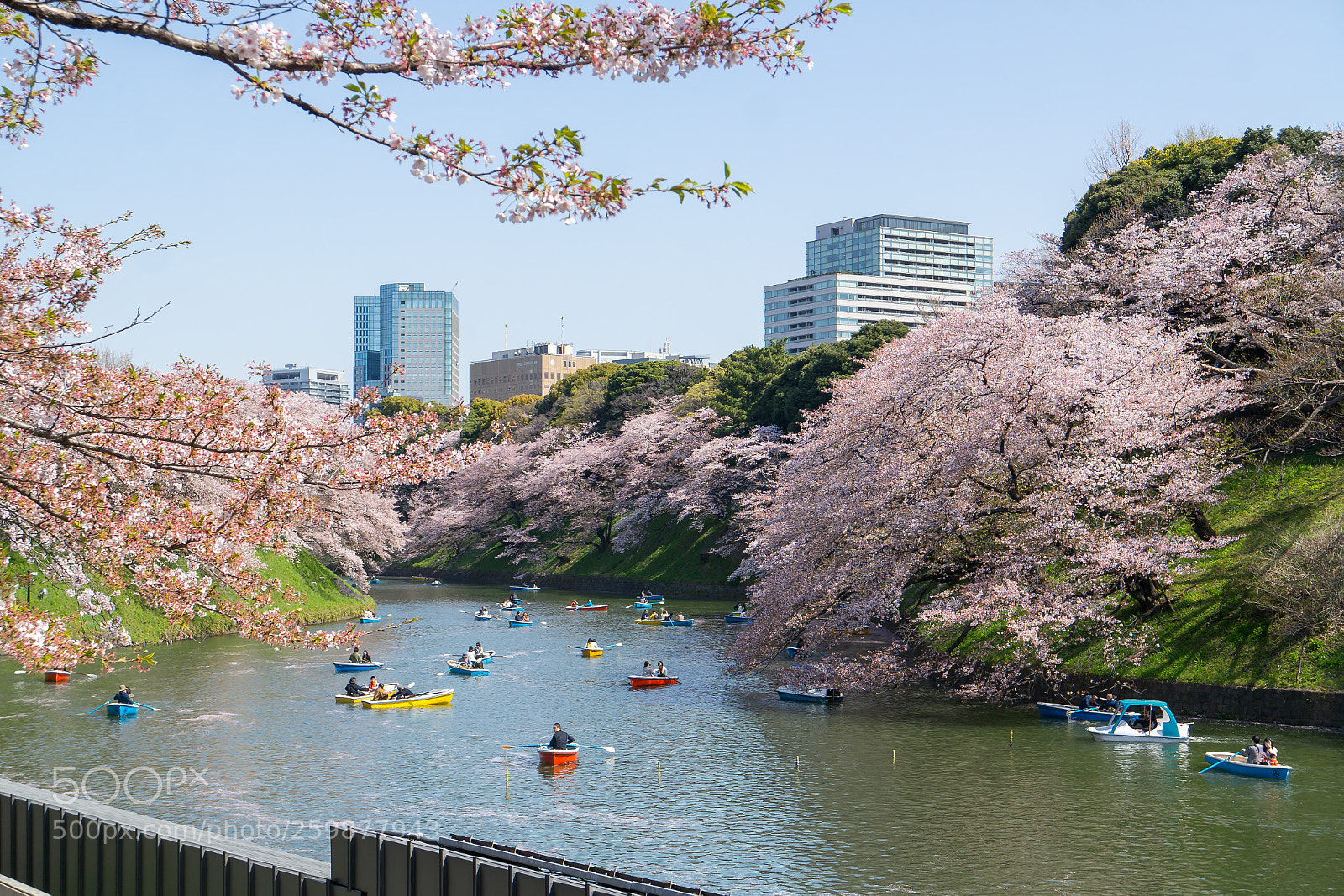 Samsung NX300 sample photo. Cherry blossom photography