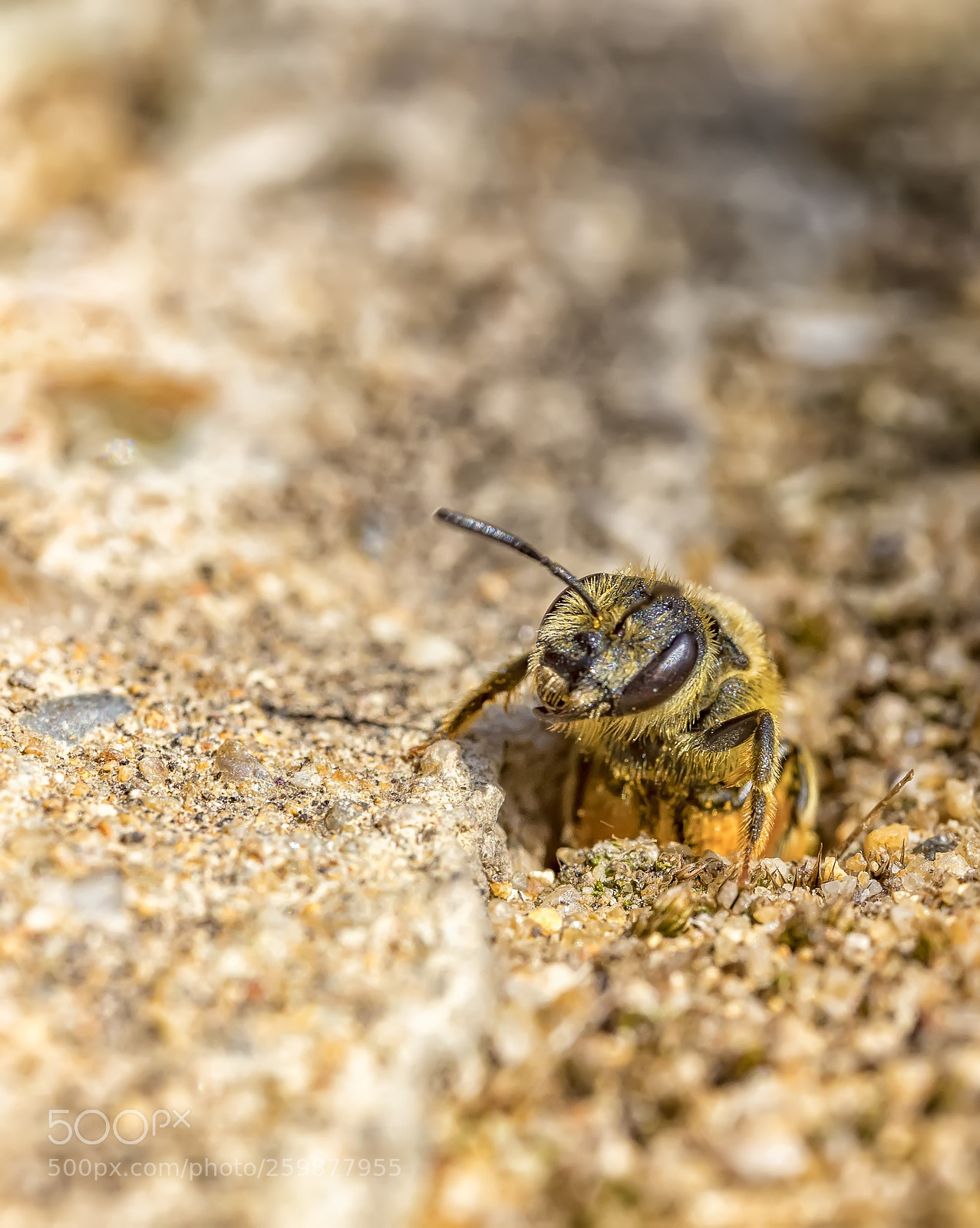 Canon EOS 6D Mark II sample photo. From hole photography