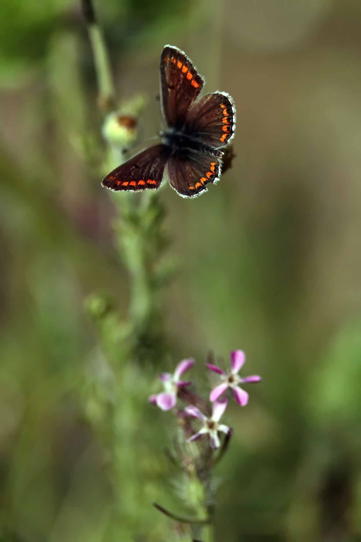 Canon EF-S 60mm F2.8 Macro USM sample photo. Papillon photography