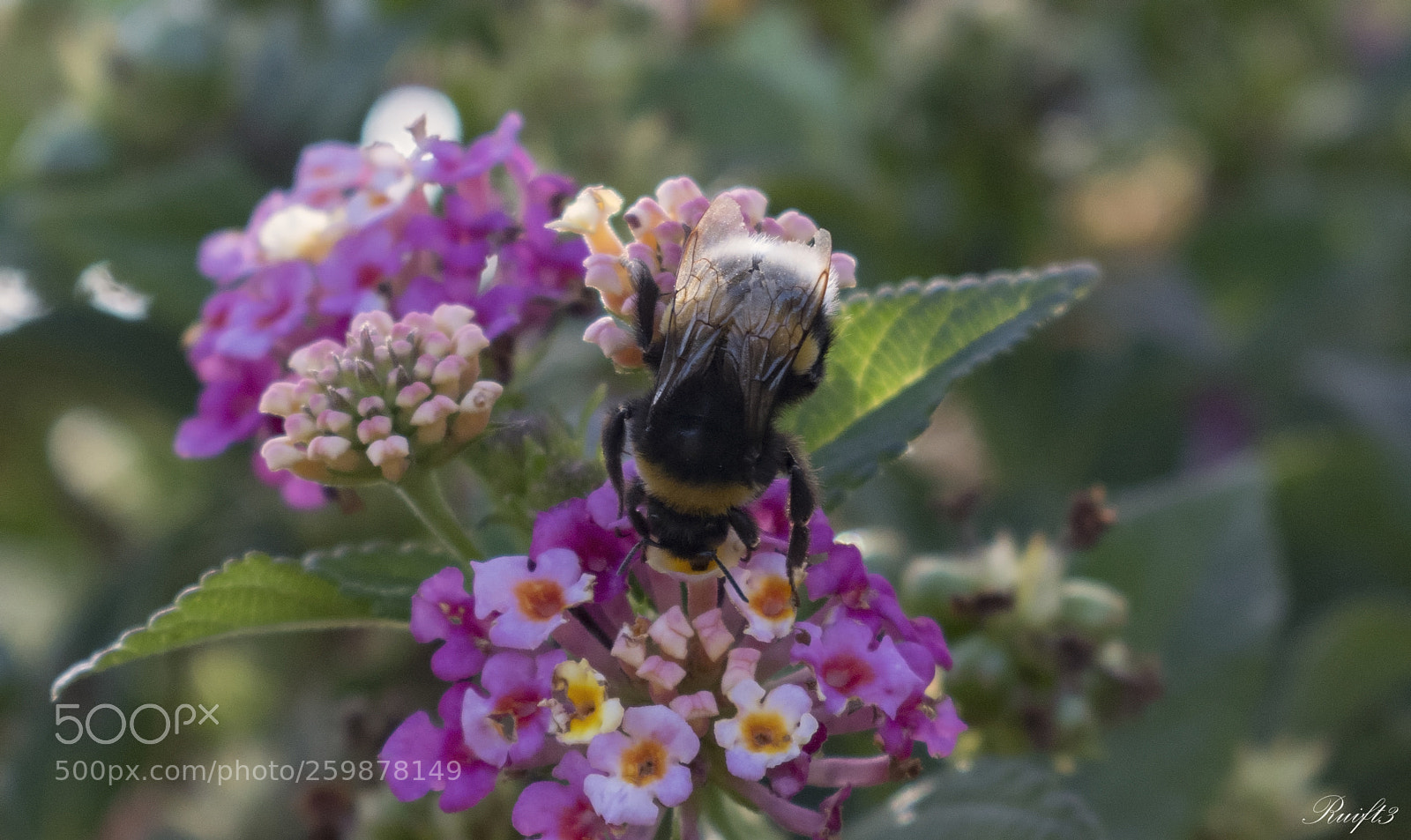 Nikon D5600 sample photo. Delicious photography