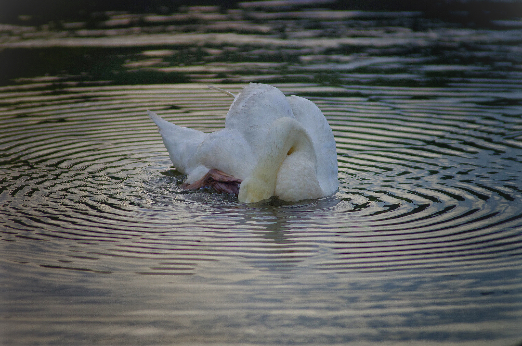 Pentax K-5 II sample photo. Swan in circels photography