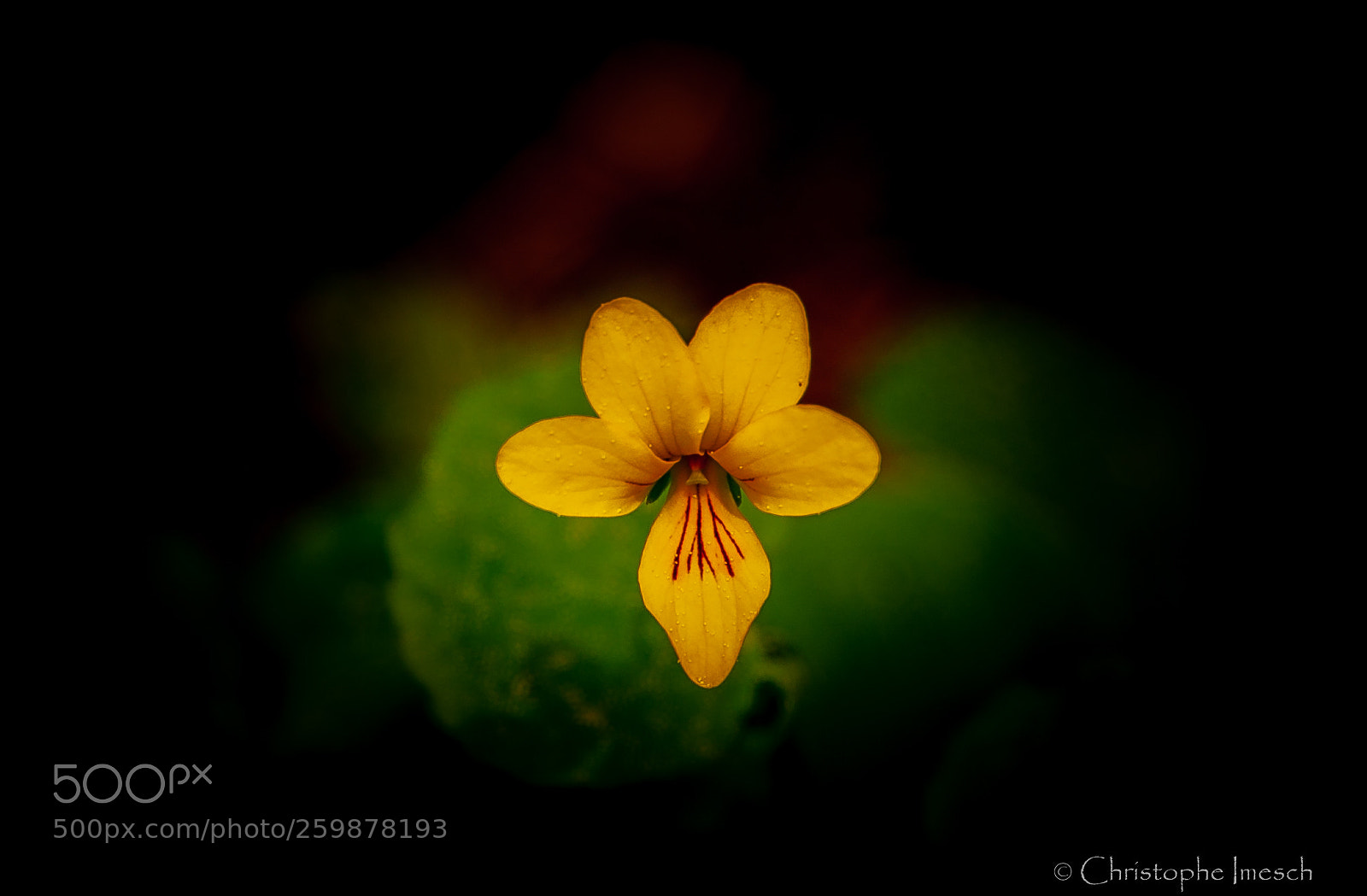 Nikon D700 sample photo. Observations photography