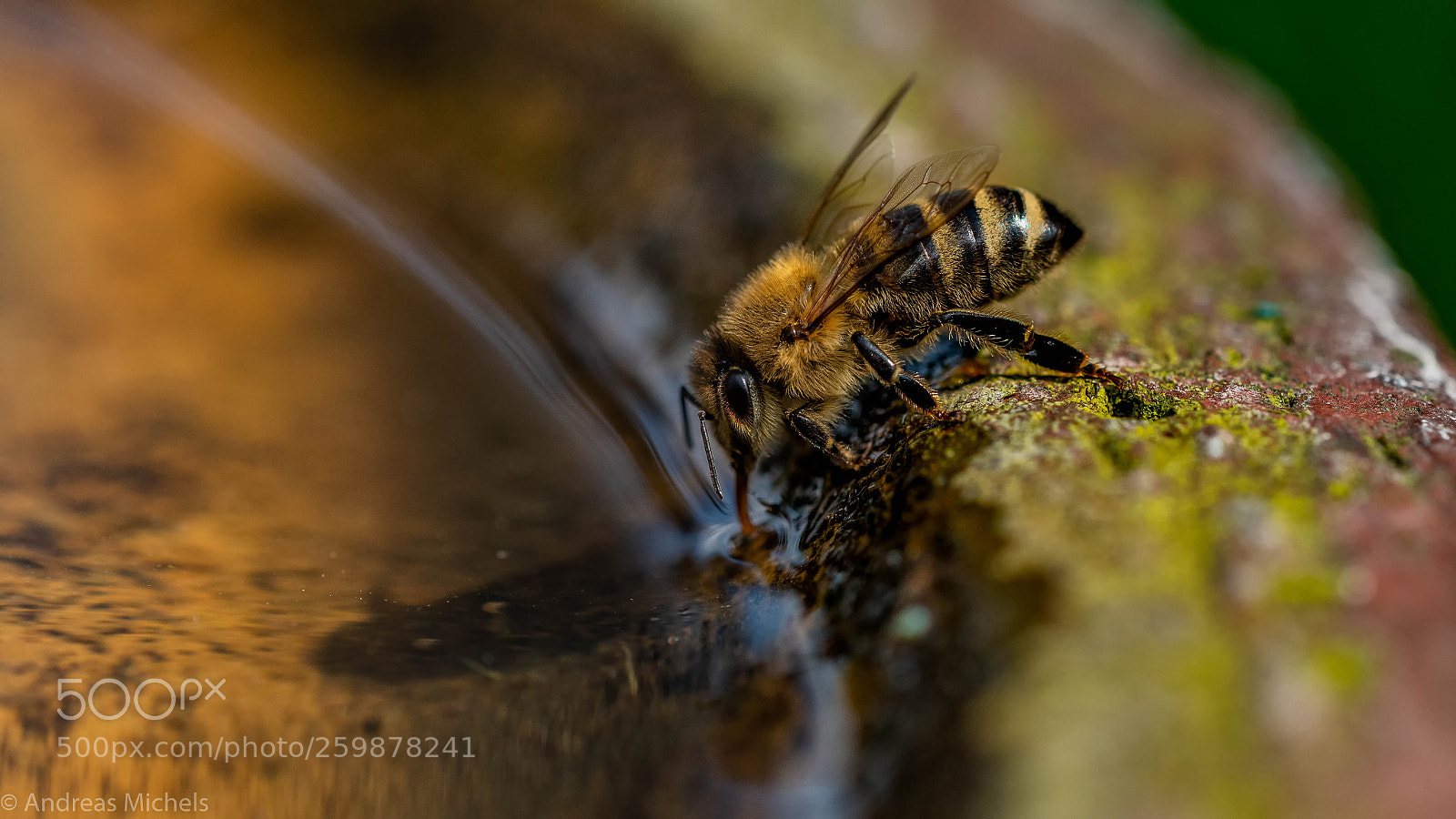 Nikon D850 sample photo. Take a drink. photography